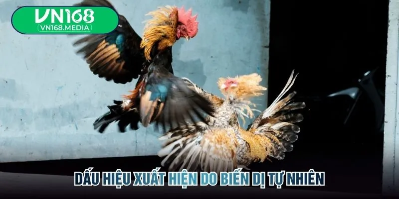 Dấu hiệu xuất hiện do biến dị tự nhiên