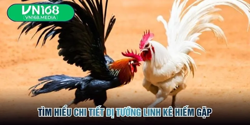 Tìm hiểu chi tiết dị tướng linh kê hiếm gặp